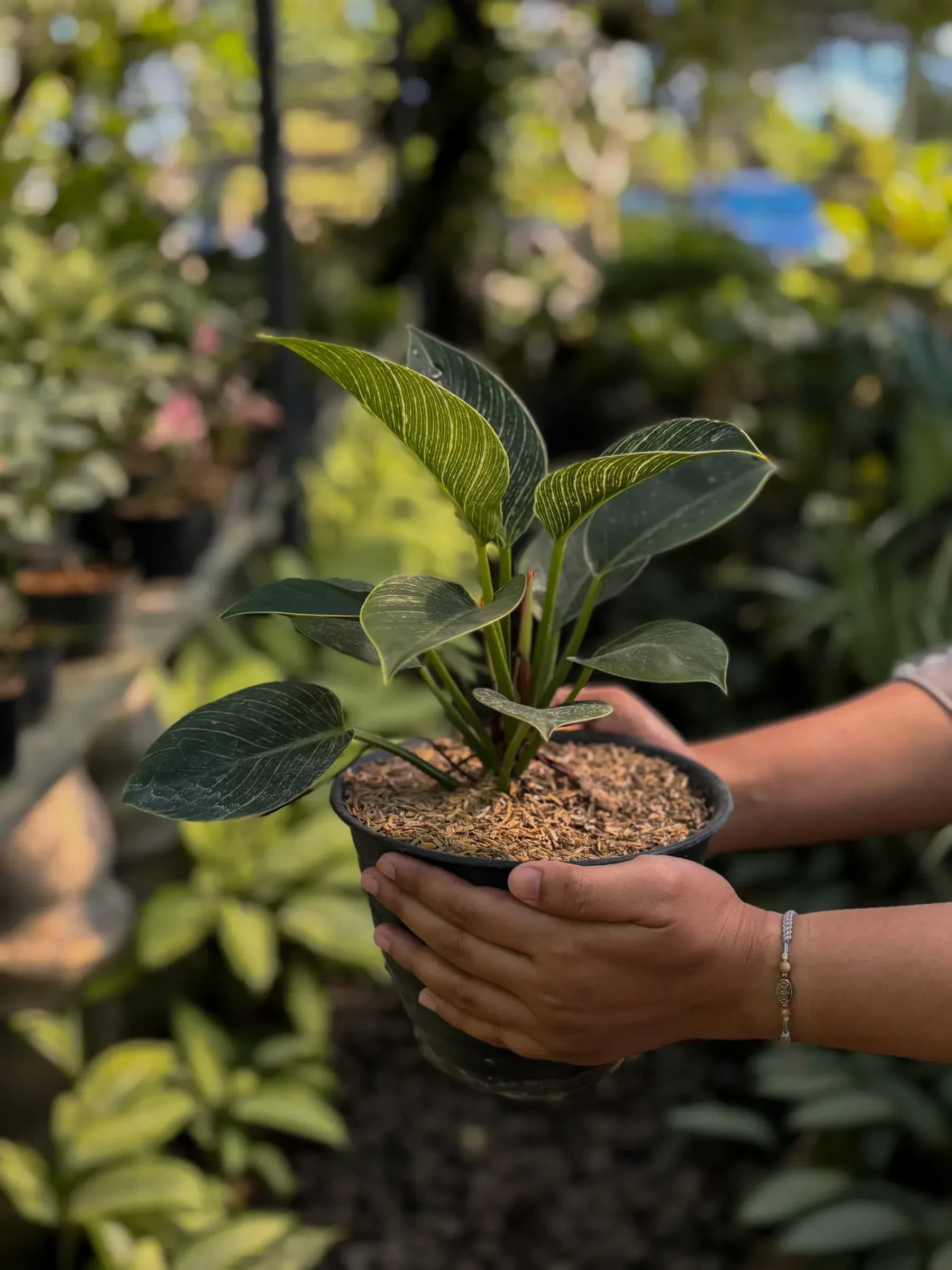 Kebun kami sendiri