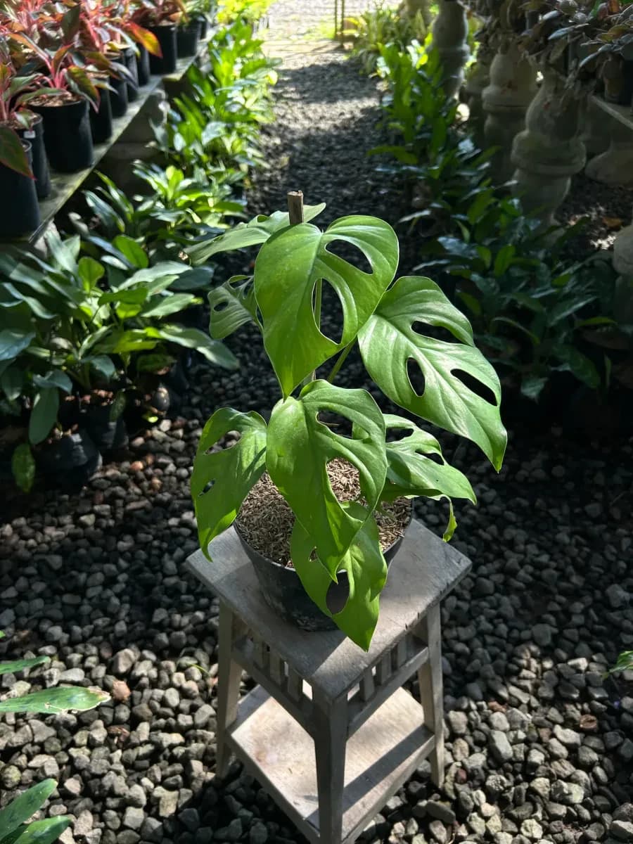 Monstera Janda Bolong