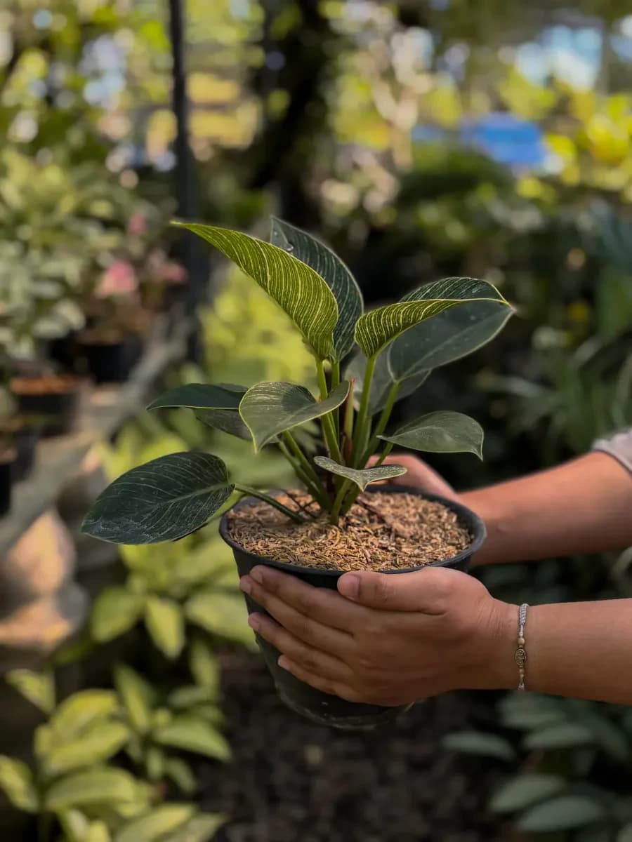 Philodendron Birkin
